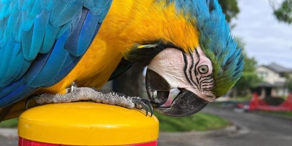 See What Hythian Macaw For Sale Tricks The Celebs Are Using