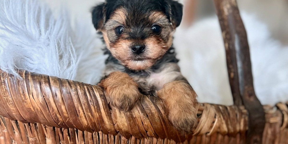 Yorkie Welpen Gesucht: A Comprehensive Guide for Potential Owners